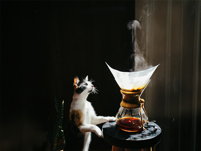猫とコーヒー