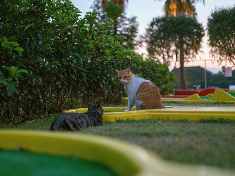 猫の喧嘩