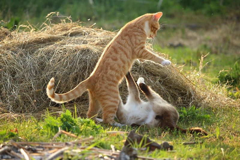 猫の喧嘩