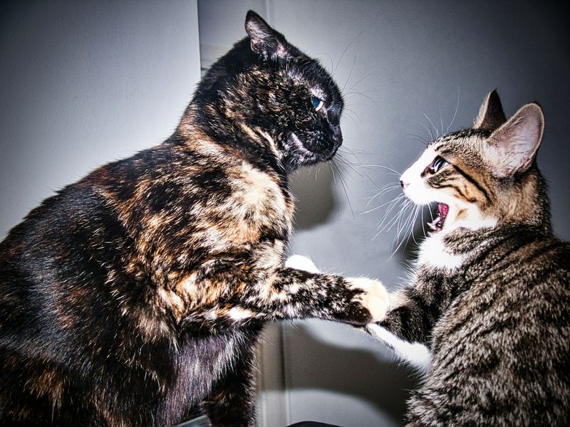 猫の喧嘩