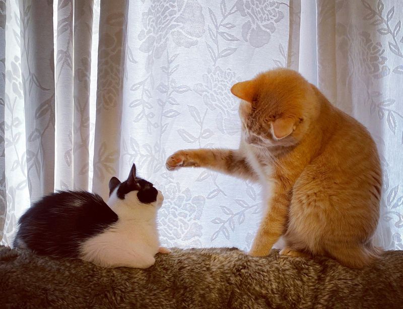猫の喧嘩