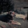 犬