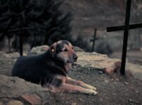 犬