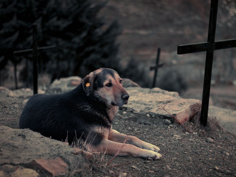 犬