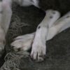 犬が自分の足を噛む