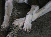犬が自分の足を噛む