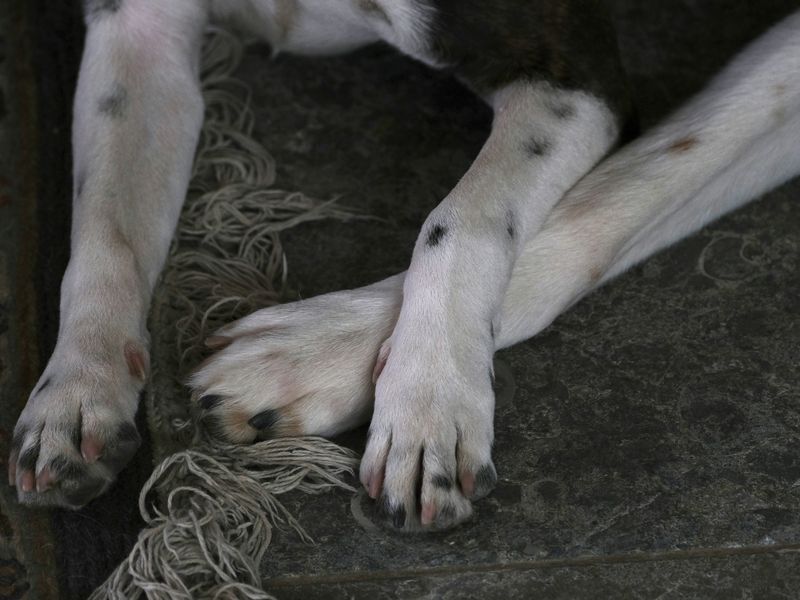 犬が自分の足を噛む