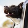 犬の車酔い