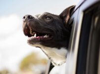 犬の車酔い