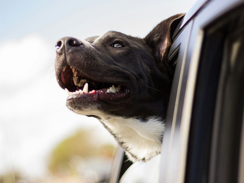 犬の車酔い