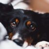 犬の結膜炎