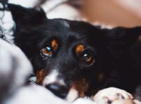 犬の結膜炎