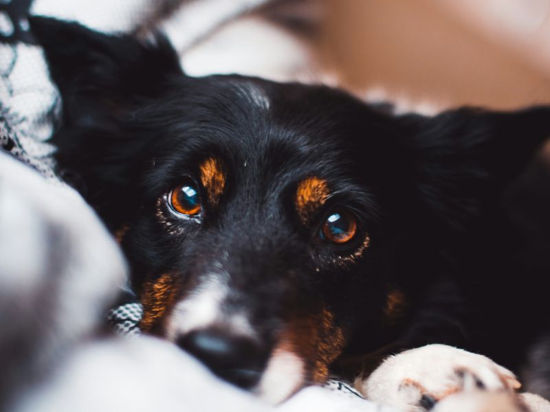 犬の結膜炎
