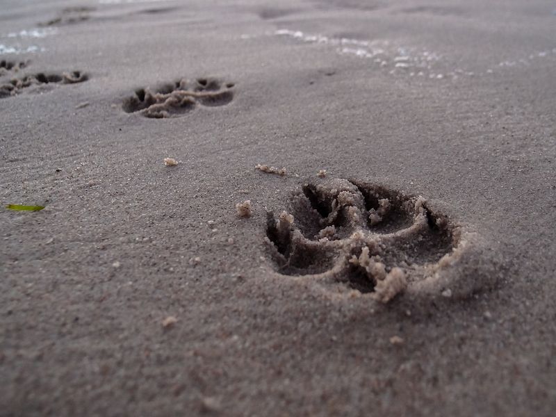 犬の足跡