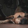 犬の過呼吸