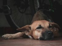 犬の過呼吸