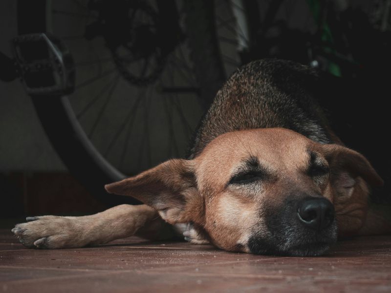 犬の過呼吸