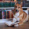 犬の知能