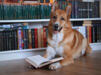 犬の知能