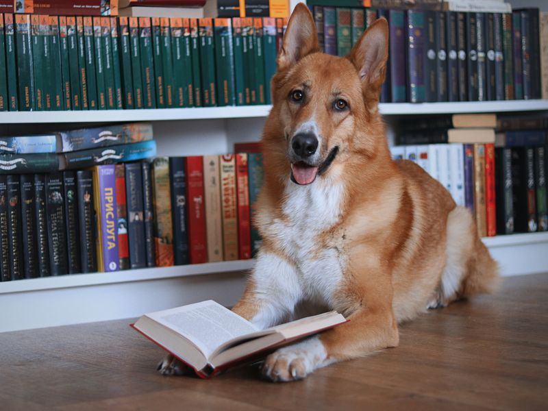 犬の知能