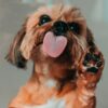 犬の指間炎