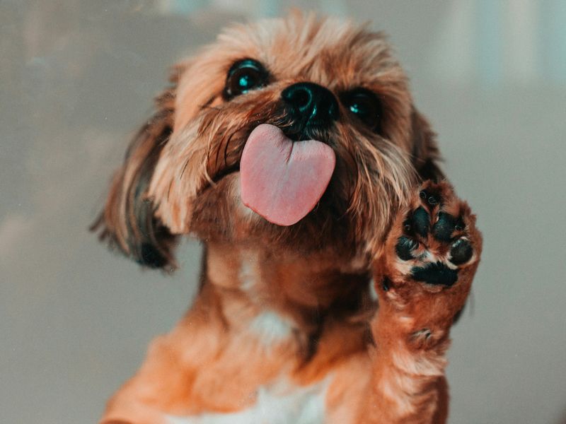 犬の指間炎