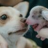 犬の妊娠