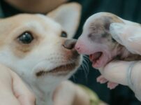 犬の妊娠