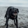 犬の反抗期