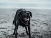 犬の反抗期