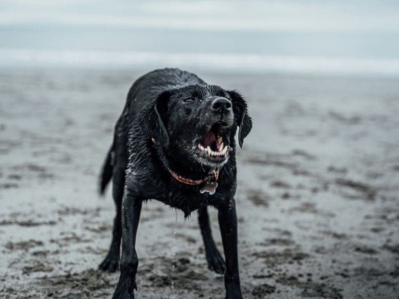 犬の反抗期