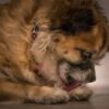 犬の吐き戻し