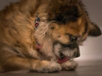 犬の吐き戻し