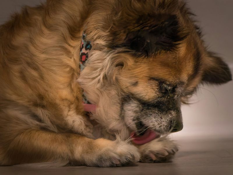 犬の吐き戻し