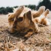 犬
