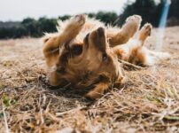 犬