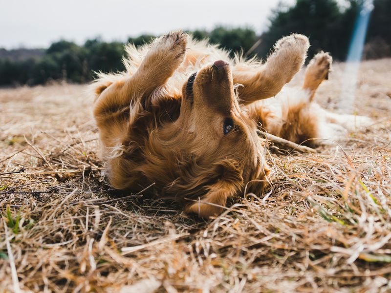 犬