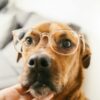 犬の視力
