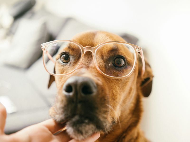 犬の視力