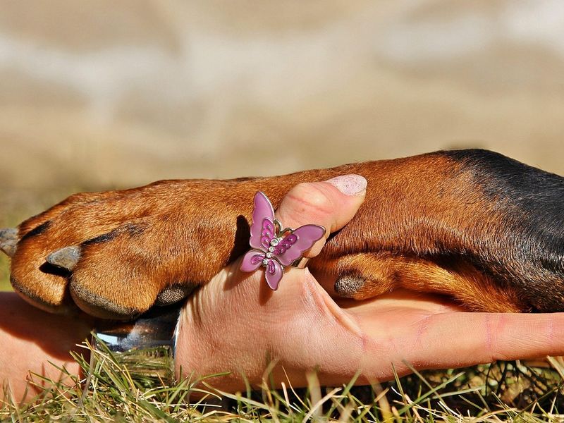 犬の手足