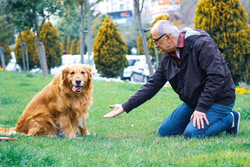 盲導犬