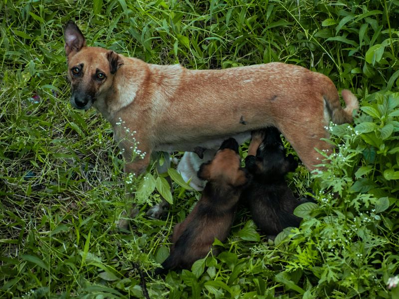 母犬と子犬