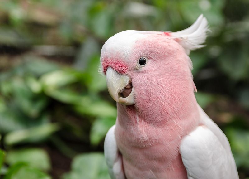オウム