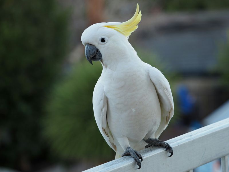 オウム