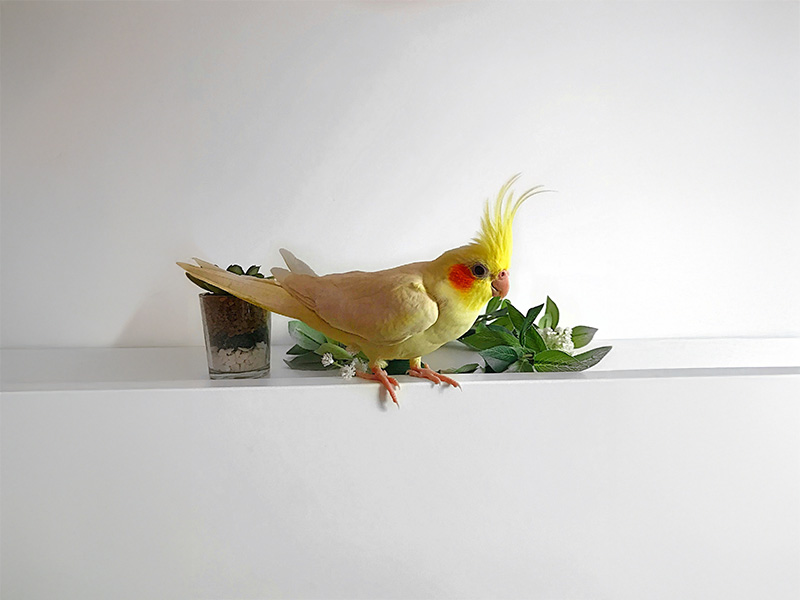 オウム