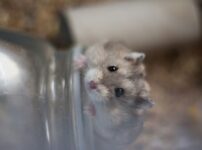 ハムスターの性格