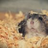 ハムスターの鳴き声