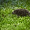 ハリネズミの寿命