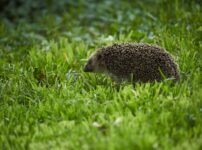 ハリネズミの寿命