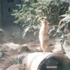 ミーアキャットの性格